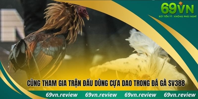 Cùng tham gia trận đấu dùng cựa dao trong đá gà SV388
